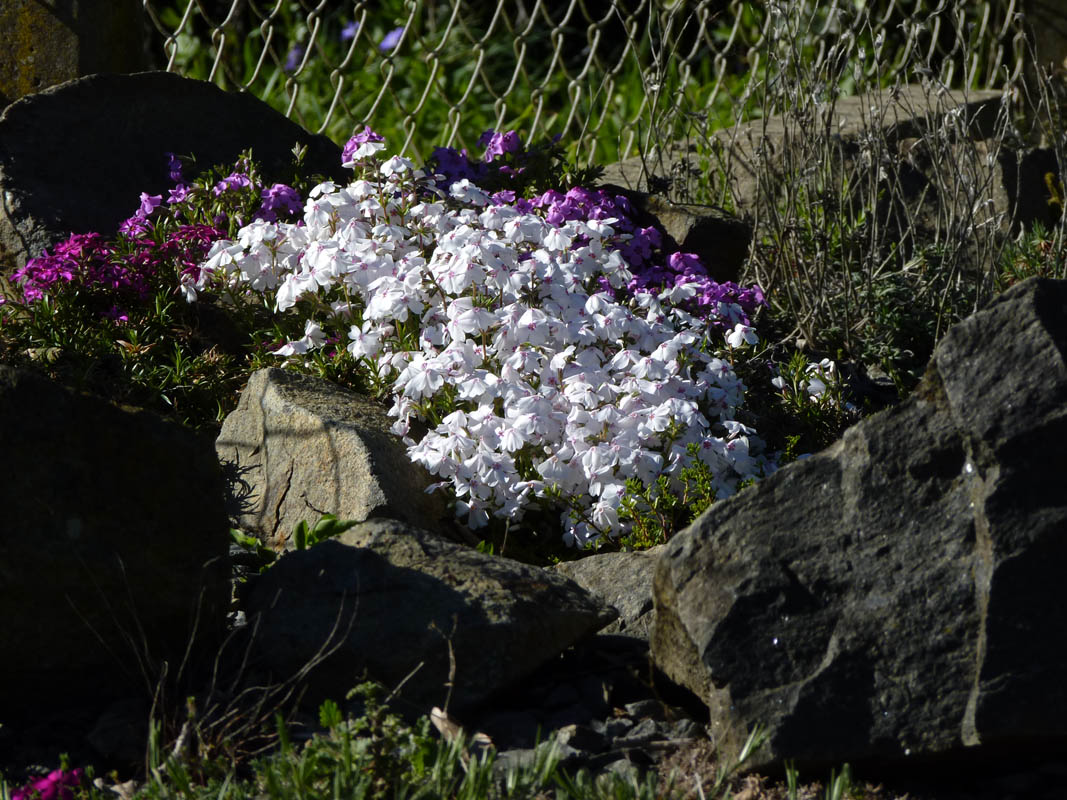 Phlox subulata 'Amazing Grace' photo